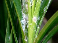 Les cochenilles : présentation et traitement