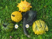 Les coloquintes : conseils de conservation et idées déco