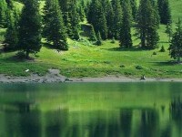 Lequel de ces conifères est le plus grand ?