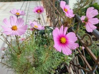 Les cosmos : des fleurs légères pour vos massifs