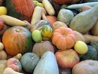 Les cucurbitacées : présentation, culture et récolte