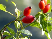 Les cynorrhodons : présentation et bienfaits