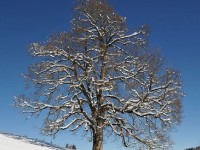 Les différentes parties d'un arbre : guide pratique