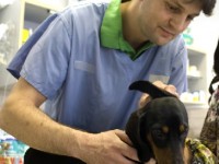 Les différents métiers des vétérinaires : guide pratique