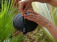 Les différents thés : guide pratique