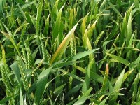 Les engrais : présentation et utilisation