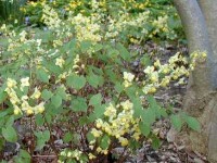 Les épimèdes ou fleurs des elfes : un couvre-sol idéal