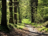 Les espaces boisés classés : définition et réglementation