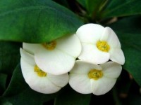 Les euphorbes : une famille de plantes très diverses 