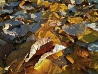 Les feuilles mortes : quelles utilisations au jardin ?
