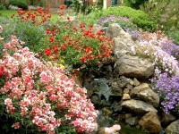 Les fleurs de rocaille : aménagement et choix des variétés