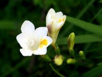 Les freesias : présentation et conseils de culture