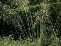 Les graminées : des plantes ornementales pour le jardin