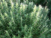 Les herbes de Provence : présentation et utilisation