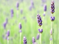 Les huiles essentielles anti-stress : mode d'emploi