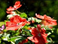 Les impatiens : présentation et conseils de culture