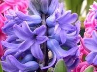 Les jacinthes : présentation et conseils de culture