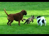 Les K9 Games : des jeux éducatifs pour les chiens