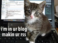 Les lolcats : les chats stars du web