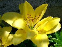 Les lys : de belles fleurs ornementales