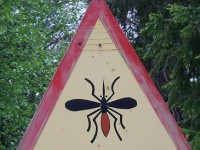 Les maladies à transmission vectorielle : définition et prévention