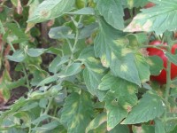 Les maladies des tomates : symptômes et solutions