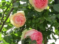 Les maladies du rosier : les reconnaître et les traiter