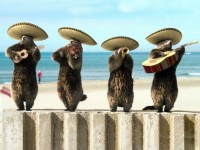 Les marmottes de France 3 : 5 choses à savoir sur ces adorables mascottes