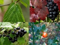 Les meilleurs veinotoniques naturels : guide pratique