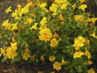 Les mimulus : des fleurs pleines de couleurs