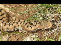 Les morsures de vipères : prévention et traitement