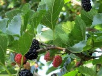 Les mûriers : des arbres aux multiples usages