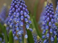 Les muscaris : plantation et entretien