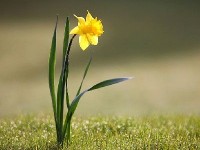Les narcisses : des fleurs faciles à cultiver