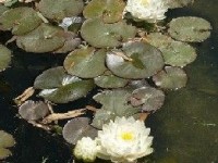 Les nénuphars, fleurs reines des jardins aquatiques