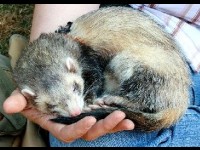 Les nouveaux animaux de compagnie : guide pratique