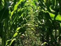 Les OGM : définition et législation française