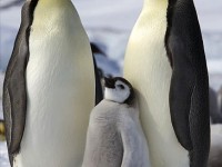 Les oiseaux qui ne volent pas : présentation et caractéristiques