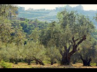 Les oliviers d'Europe sont confrontés à une pandémie qui leur est propre