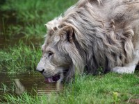 Les parcs zoologiques de Lumigny : 3 bonnes raisons de visiter ce zoo