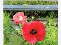 Les pavots au jardin : variétés et culture