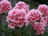 Les phlox : culture et entretien