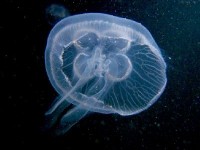 Les piqûres de méduses : effets et remèdes