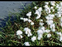 Les pixels : définition et caractéristiques