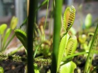 Les plantes carnivores : caractéristiques et entretien