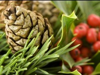 Les plantes de Noël : des traditions et des symboles