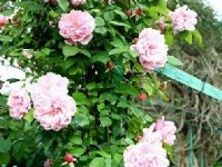 Les plantes grimpantes : plantation et entretien