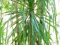 Les plantes vertes : problèmes fréquents et solutions