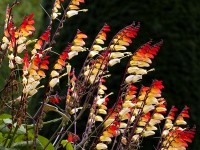 Les plumes d'Indien : des fleurs spectaculaires