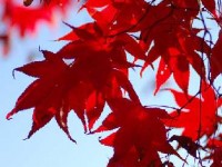 Les plus beaux arbres en automne : guide pratique